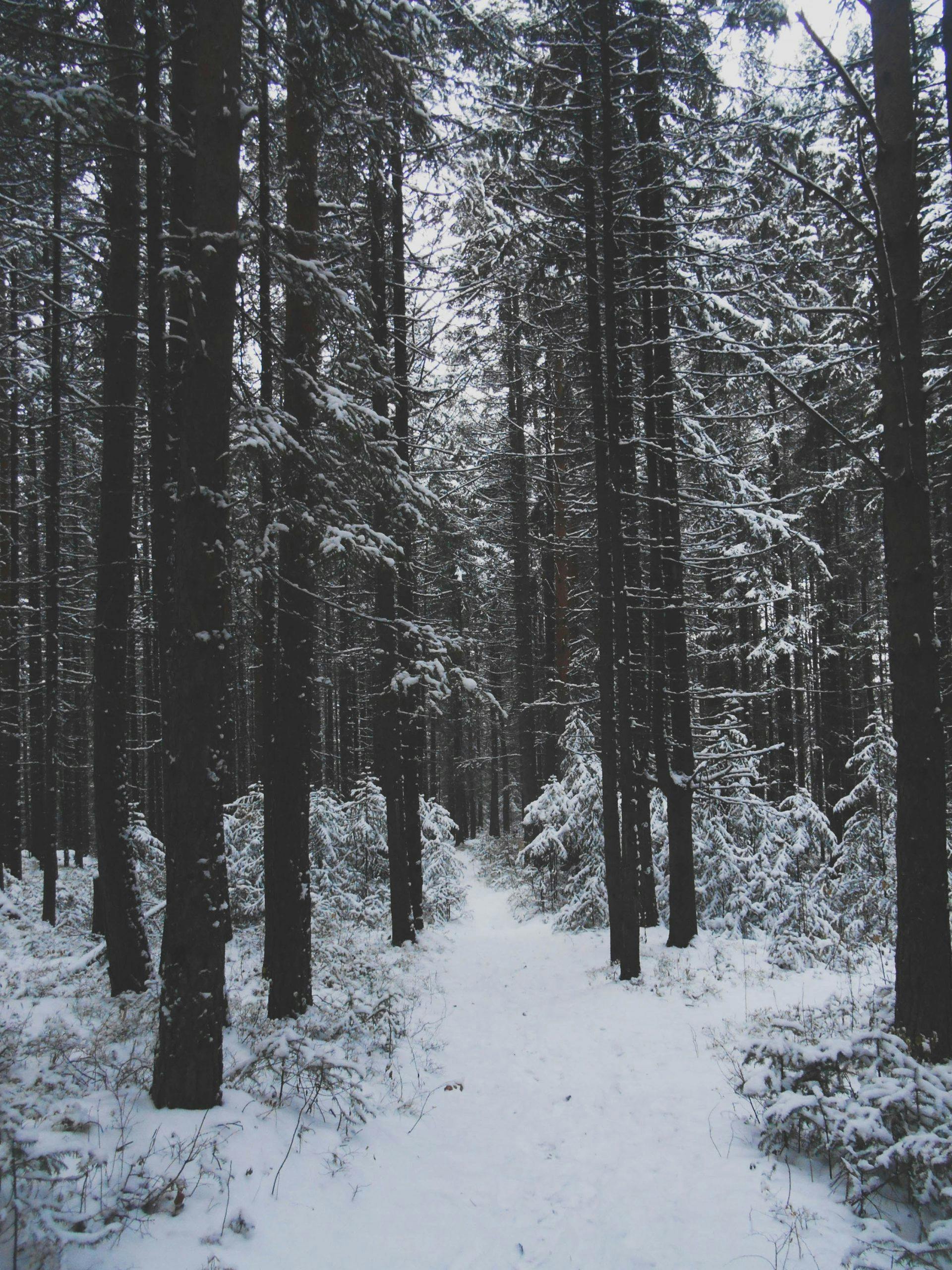 Courir l'hiver | Les crampons sur les sentiers, un article essentiel